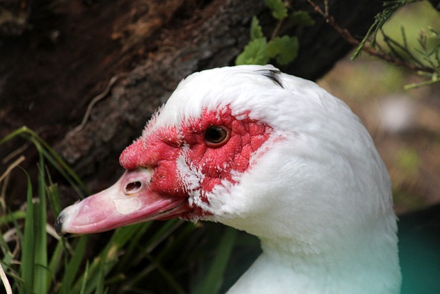 续押注锡安 续押注锡安