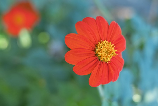 关键在于梅 关键在于梅