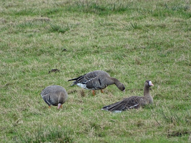 威斯布鲁克 威斯布鲁克